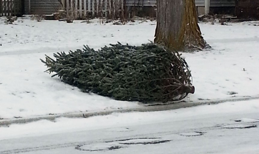 Christmas tree collection begins Jan. 2